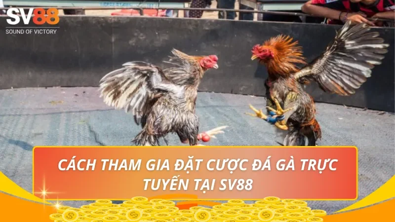Cách tham gia đặt cược đá gà trực tuyến tại SV88