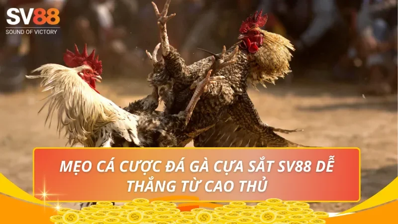 Mẹo cá cược đá gà cựa sắt SV88 dễ thắng từ cao thủ