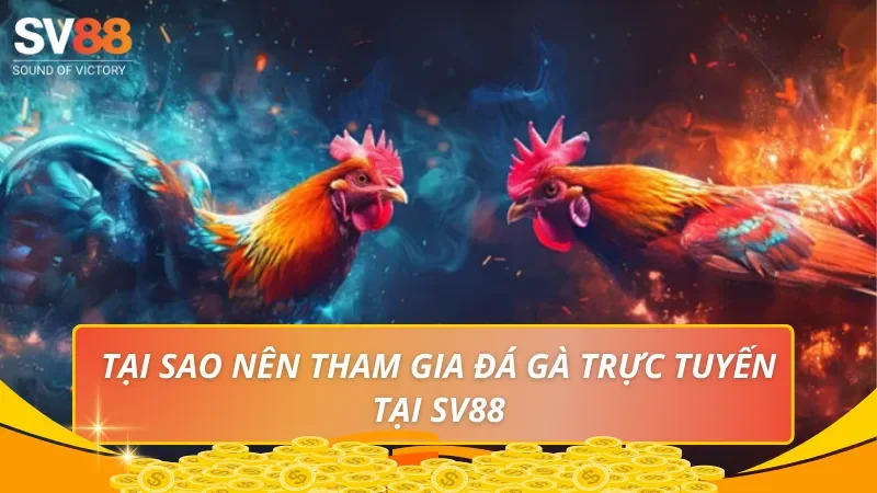Tại sao nên tham gia đá gà trực tuyến tại SV88